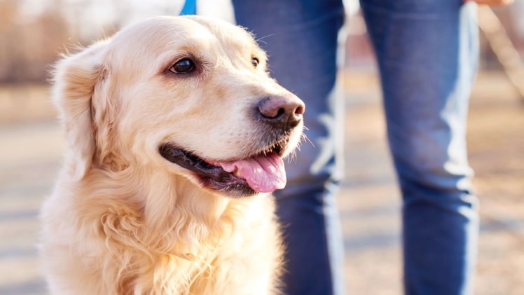 How Do You Prevent Your Dog From Losing? | F95zoneweb